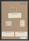 Navicula iridis var. amphirhynchos (Ehr.) (de-Toni-Nr.: Genus 1, Species 552) Zeichnungen Sammlung Grunow Nr. 1095 (NHMW-BOT-W0367657)